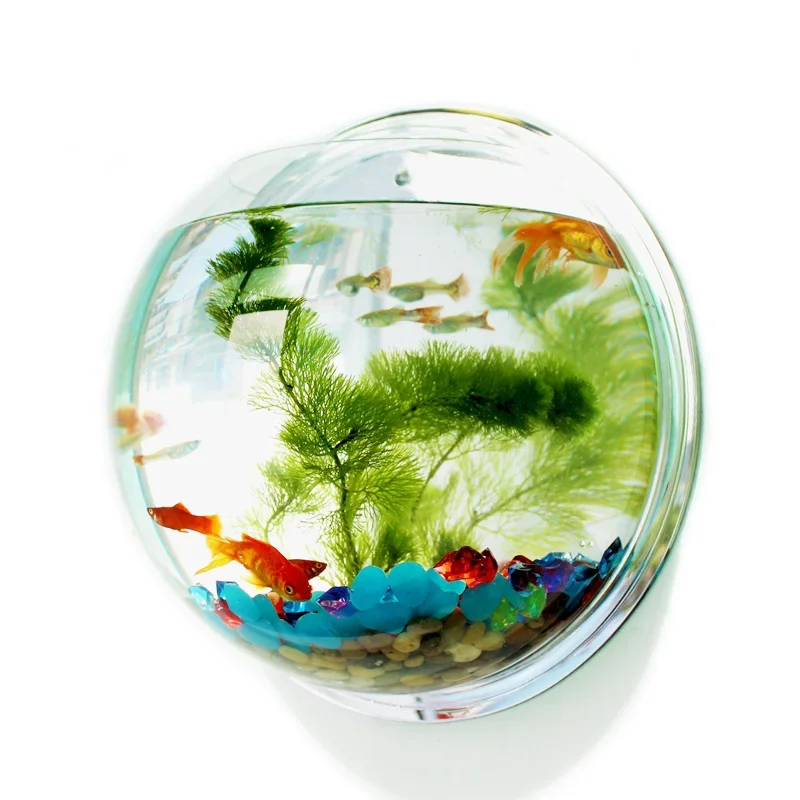 Pinsjar Akrilik Balık Kabı, Du - Betta Fish Tank incelemesi ve fiyatı